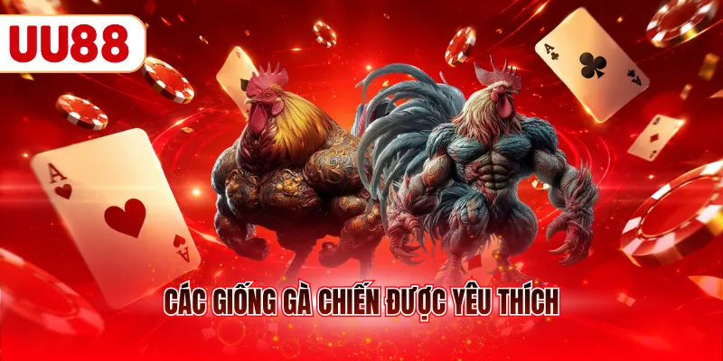 Các giống gà chiến được yêu thích